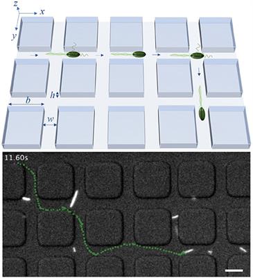 Rectification of Bacterial Diffusion in Microfluidic Labyrinths